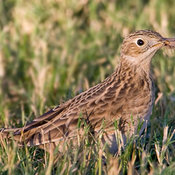 Sprague's Pipit